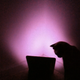 Image for article titled iPad Used As Very Expensive Mood Light